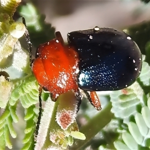 Nisotra sp. (genus) at Tennent, ACT - Yesterday by JohnBundock