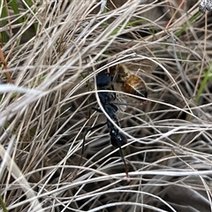 Myrmecia tarsata (Bull ant or Bulldog ant) at Kambah, ACT - 11 Nov 2025 by GG