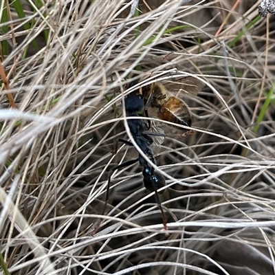 Myrmecia tarsata (Bull ant or Bulldog ant) at Kambah, ACT - 11 Nov 2025 by GG