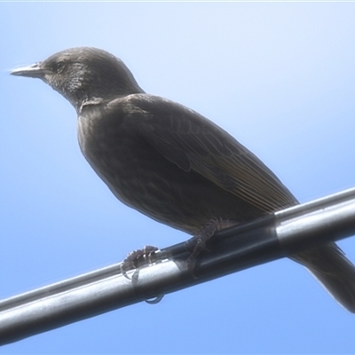 Unverified Bird at Evatt, ACT - 14 Nov 2025 by Thurstan