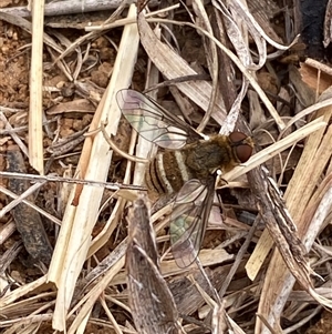 Villa sp. (genus) at Hume, ACT - Today by SteveBorkowskis