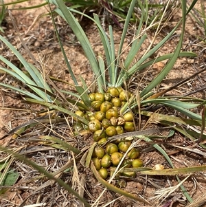 Lomandra (genus) at Hume, ACT - Today by SteveBorkowskis