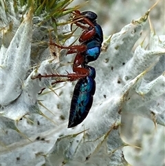 Diamma bicolor (Blue ant, Bluebottle ant) at Hume, ACT - 14 Nov 2025 by SteveBorkowskis