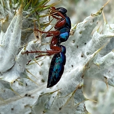 Diamma bicolor (Blue ant, Bluebottle ant) at Hume, ACT - 14 Nov 2025 by SteveBorkowskis
