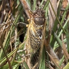 Myopsalta waterhousei (Smoky Buzzer) at Hume, ACT - 14 Nov 2025 by SteveBorkowskis