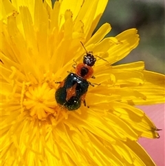 Dicranolaius villosus (Melyrid flower beetle) at Hume, ACT - 14 Nov 2025 by SteveBorkowskis