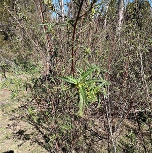 Unverified Plant at Bonython, ACT - 8 Sep 2025 by GG