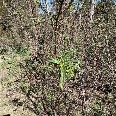 Gynatrix pulchella (Hemp Bush) at Bonython, ACT - 8 Sep 2025 by GG