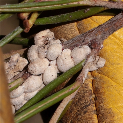 Unverified Psyllid, lerp, aphid or whitefly (Hemiptera, several families) at Snowy Plain, NSW - 8 Nov 2025 by ConBoekel