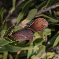 Orites lancifolius (Alpine Orites) at Snowy Plain, NSW - 8 Nov 2025 by ConBoekel
