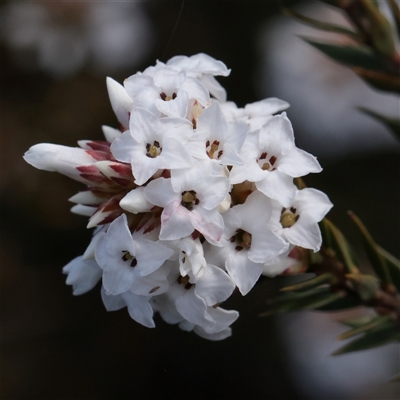 Epacris paludosa (Alpine Heath) at Snowy Plain, NSW - 8 Nov 2025 by ConBoekel