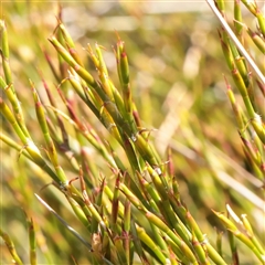 Empodisma minus (Spreading Rope-rush) at Snowy Plain, NSW - 8 Nov 2025 by ConBoekel