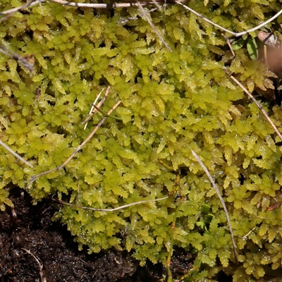 Unverified Moss, Liverwort or Hornwort at Snowy Plain, NSW - 8 Nov 2025 by ConBoekel