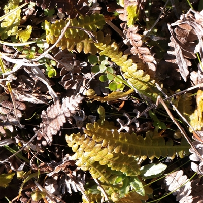 Blechnum penna-marina (Alpine Water Fern) at Snowy Plain, NSW - 8 Nov 2025 by ConBoekel