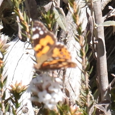 Vanessa kershawi (Australian Painted Lady) at Snowy Plain, NSW - 8 Nov 2025 by ConBoekel