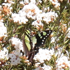 Graphium macleayanum (Macleay's Swallowtail) at Snowy Plain, NSW - 8 Nov 2025 by ConBoekel