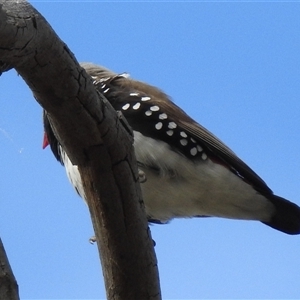 Stagonopleura guttata by HelenCross