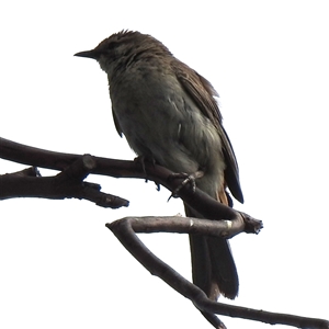 Cincloramphus mathewsi by HelenCross