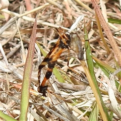 Unverified Insect by HelenCross