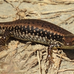 Eulamprus heatwolei (Yellow-bellied Water Skink) by HelenCross