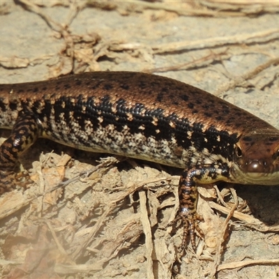Eulamprus heatwolei (Yellow-bellied Water Skink) at  - suppressed by HelenCross