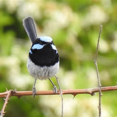 Malurus cyaneus at  - suppressed by HelenCross