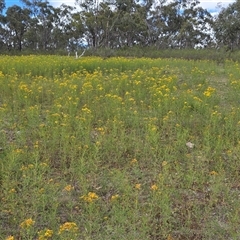 Hypericum perforatum (St John's Wort) at O'Malley, ACT - 14 Nov 2025 by Mike