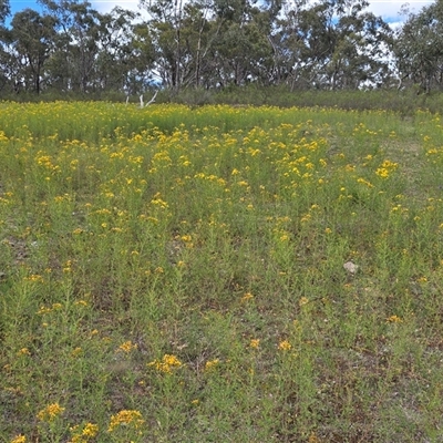 Hypericum perforatum (St John's Wort) at O'Malley, ACT - 14 Nov 2025 by Mike