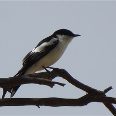 Lalage tricolor by HelenCross