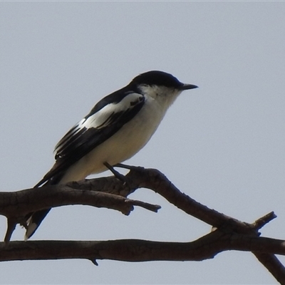 Lalage tricolor at  - suppressed by HelenCross