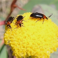 Atoichus bicolor (Darkling beetle) at Cotter River, ACT - 12 Nov 2025 by JohnBundock