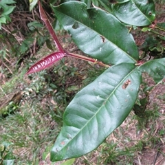 Backhousia bancroftii (Johnstone River hardwood) at Syndicate, QLD - 30 Jul 2016 by JasonPStewart