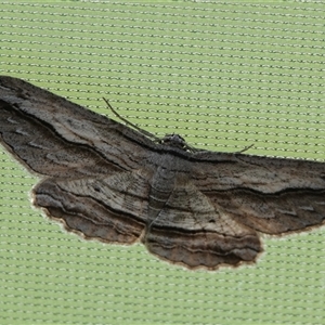 Euphronarcha luxaria (Striated Bark Moth) at Hall, ACT - 13 Nov 2025 by Anna123