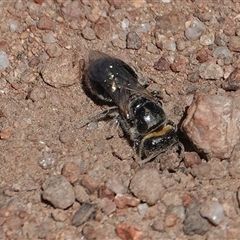 Euryglossa depressa (Native bee) at Hall, ACT - 12 Nov 2025 by Anna123