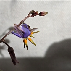 Dianella sp. aff. longifolia (Benambra) (Pale Flax Lily, Blue Flax Lily) at O'Malley, ACT - 14 Nov 2025 by Mike