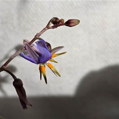 Dianella sp. aff. longifolia (Benambra) (Pale Flax Lily, Blue Flax Lily) at O'Malley, ACT - 14 Nov 2025 by Mike
