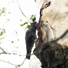 Callocephalon fimbriatum at Broulee, NSW - 14 Nov 2025 by Gee