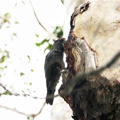 Callocephalon fimbriatum at Broulee, NSW - 14 Nov 2025 by Gee