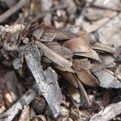 Hyalarcta huebneri (Leafy Case Moth) at Hall, ACT - 13 Nov 2025 by Anna123