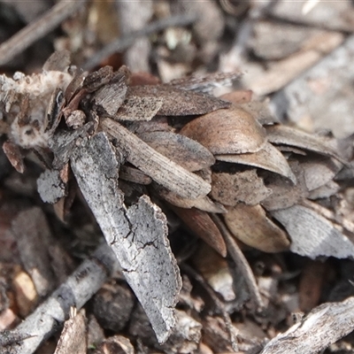 Hyalarcta huebneri (Leafy Case Moth) at Hall, ACT - 13 Nov 2025 by Anna123