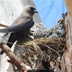 Artamus cyanopterus (Dusky Woodswallow) by CallumBraeRuralProperty