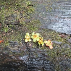 Backhousia bancroftii (Johnstone River hardwood) at Syndicate, QLD - 3 Nov 2018 by JasonPStewart