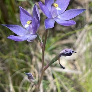 Thelymitra alpina (Mountain Sun Orchid) at Tharwa, ACT - Yesterday by JaneR