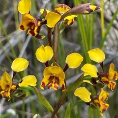 Diuris semilunulata (Late Leopard Orchid) at Tharwa, ACT - 14 Nov 2025 by JaneR