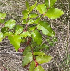 Berberis aquifolium (Oregon Grape) at Tharwa, ACT - 14 Nov 2025 by JaneR