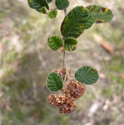 Pomaderris eriocephala (Woolly-head Pomaderris) at Tharwa, ACT - 14 Nov 2025 by JaneR