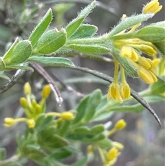 Pimelea curviflora var. gracilis (Curved Rice-flower) at Tharwa, ACT - 14 Nov 2025 by JaneR