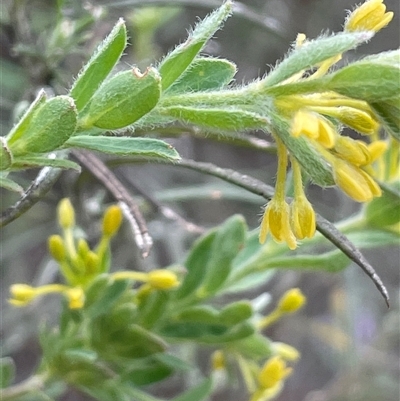 Pimelea curviflora var. gracilis (Curved Rice-flower) at Tharwa, ACT - 14 Nov 2025 by JaneR