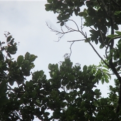 Backhousia bancroftii (Johnstone River hardwood) at Syndicate, QLD - 8 Dec 2018 by JasonPStewart
