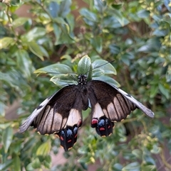 Papilio aegeus (Orchard Swallowtail, Large Citrus Butterfly) at Wright, ACT - 14 Nov 2025 by Rebeccajgee